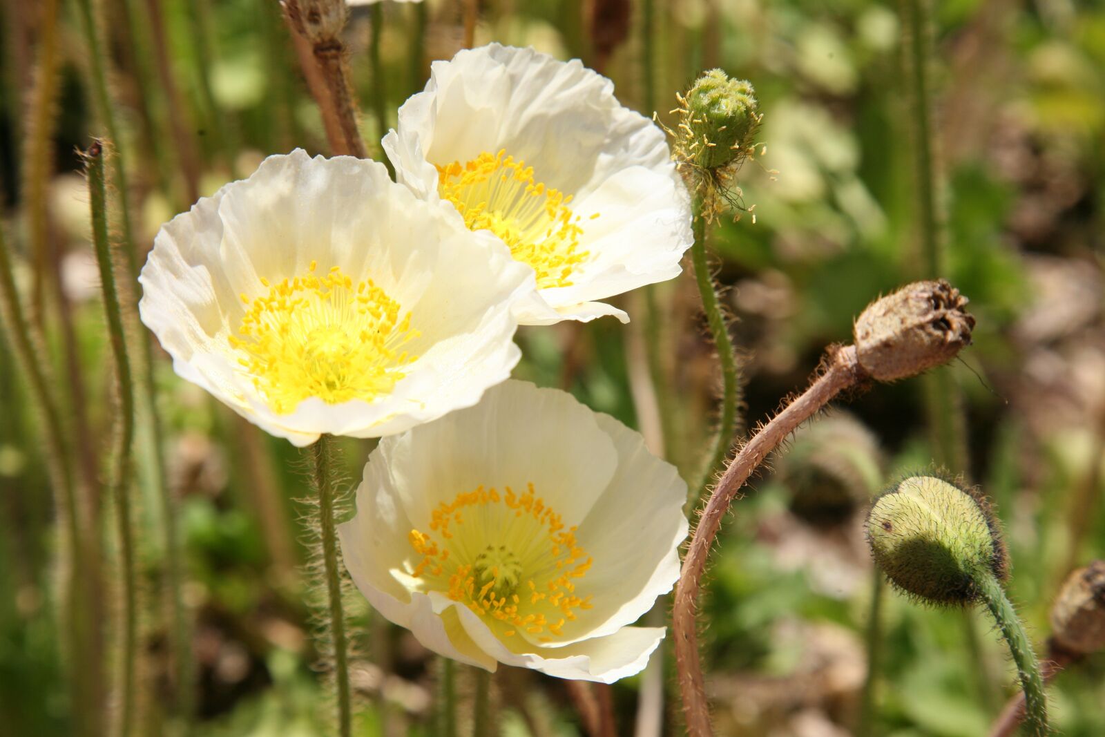 Canon EOS 5D sample photo. Poppy, flowers, spring photography