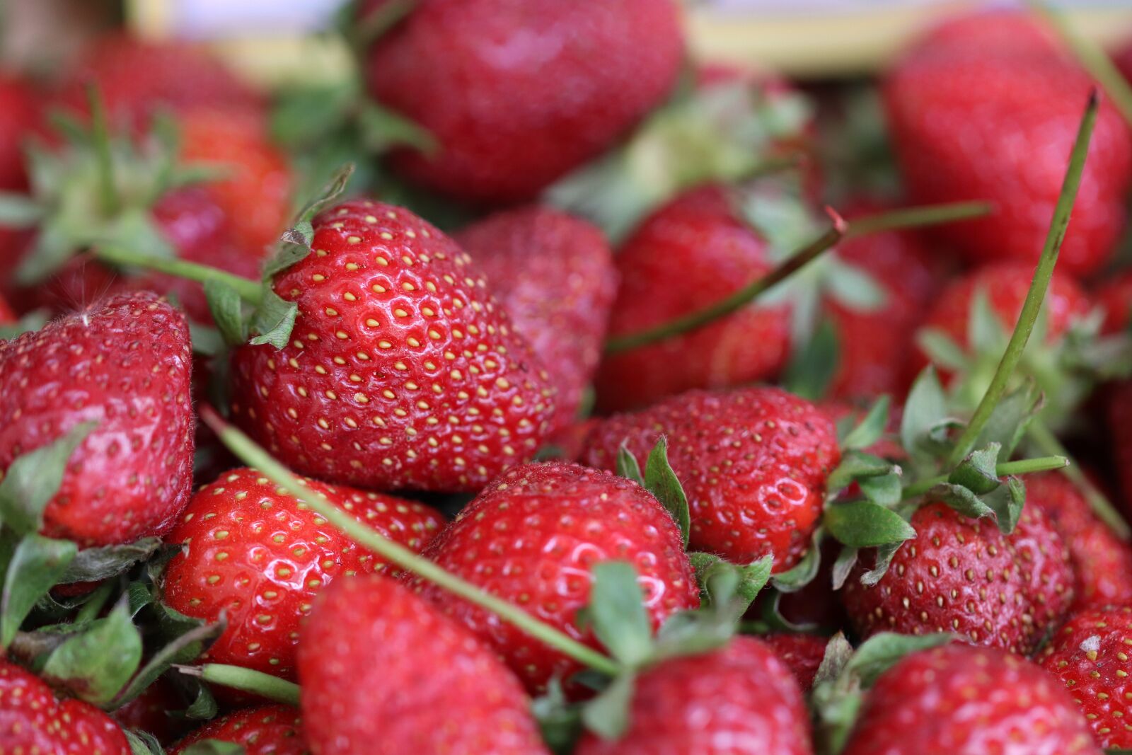 Canon EOS 77D (EOS 9000D / EOS 770D) sample photo. Strawberry, fresh, red photography