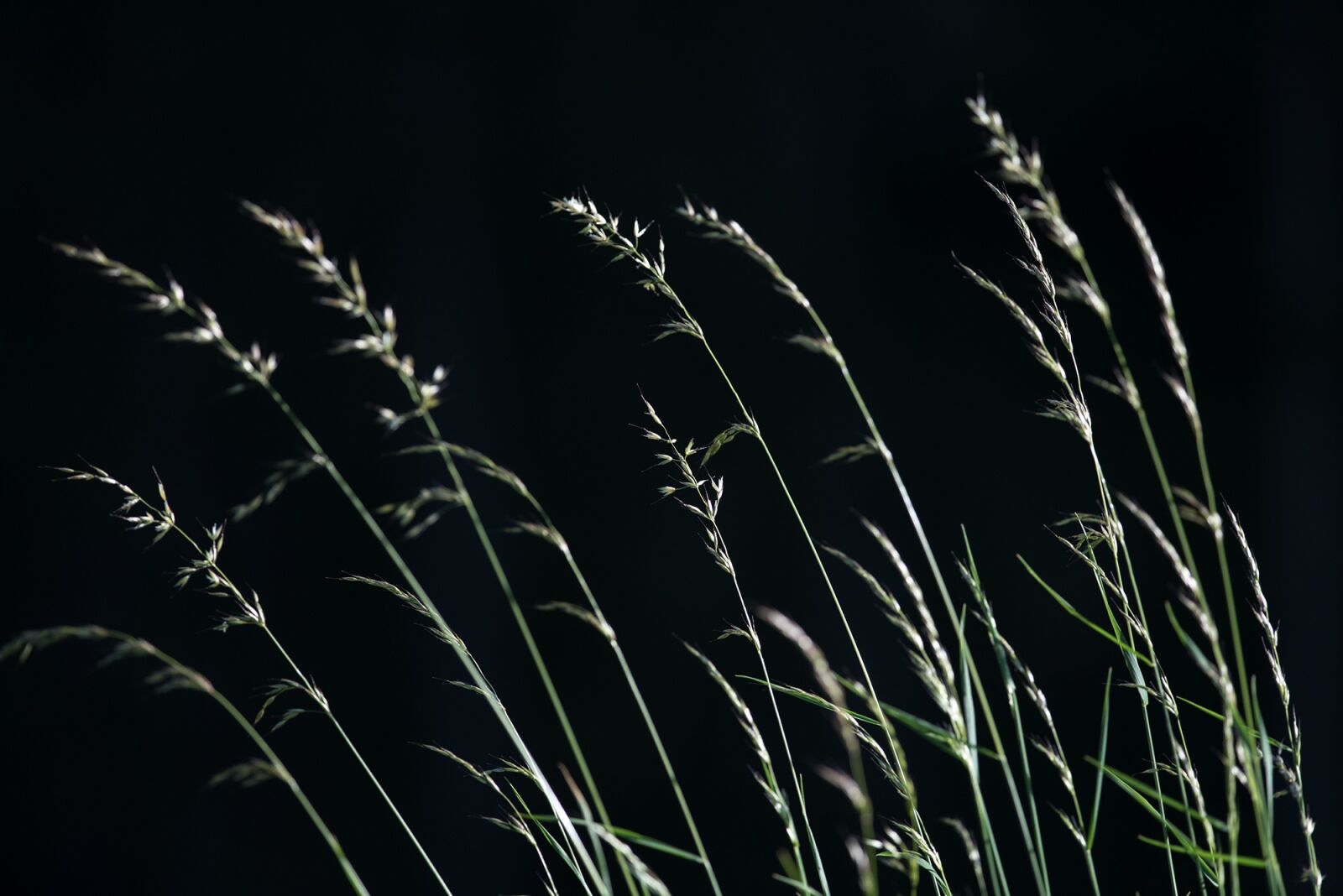 Nikon D750 sample photo. Grasses, seeds, nature photography