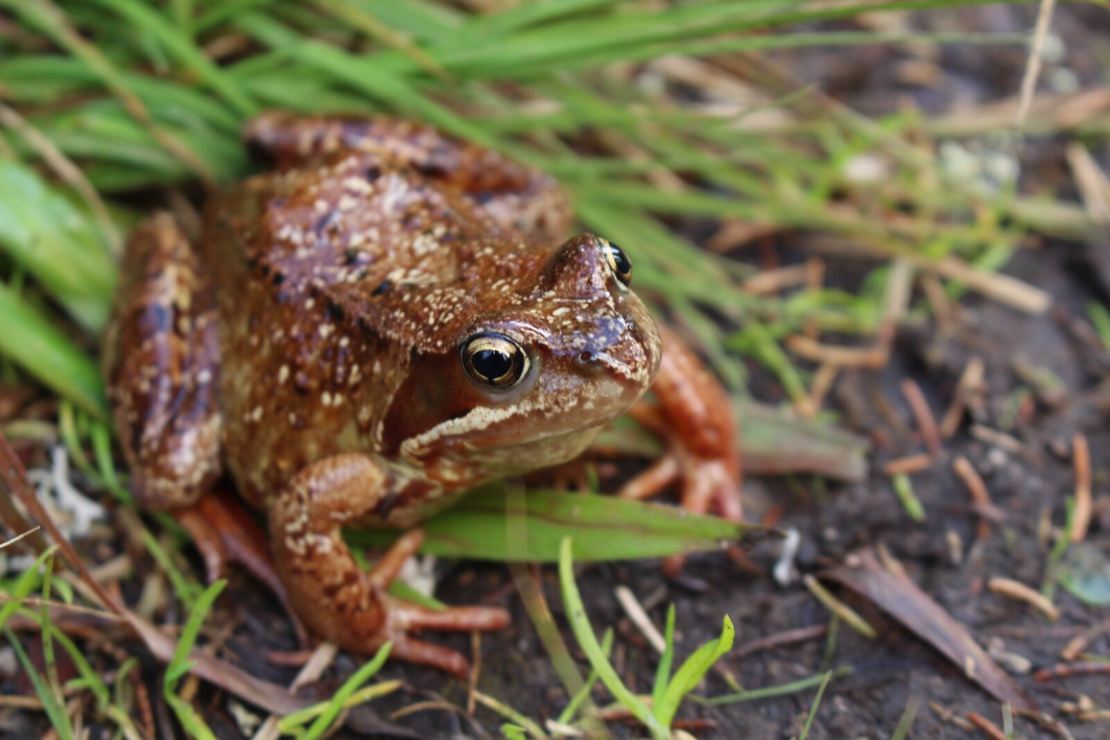 Canon EOS 700D (EOS Rebel T5i / EOS Kiss X7i) sample photo. Frog, animal, nature photography