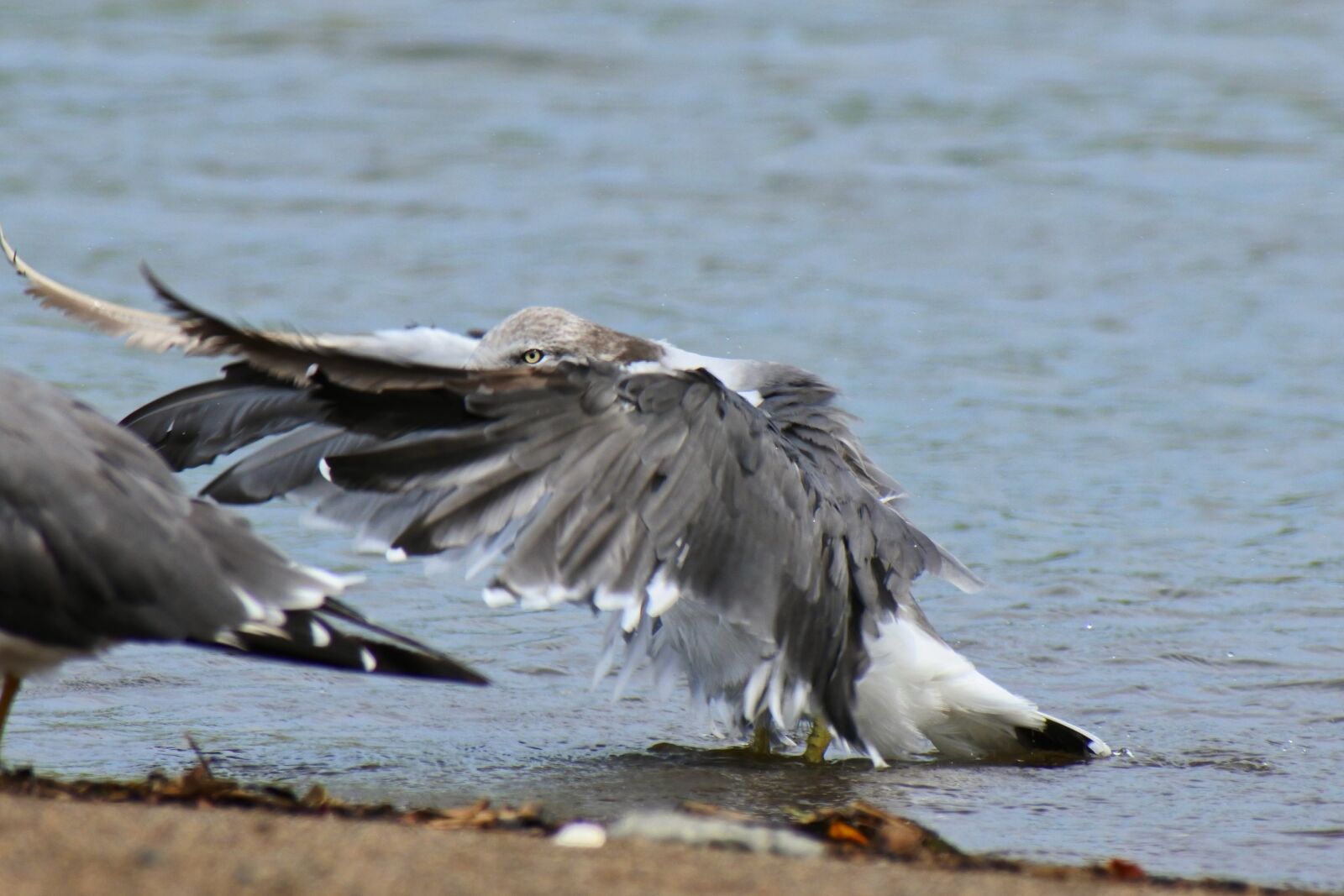 VR 70-300mm f/4.5-6.3G sample photo. Animal, sea, beach photography