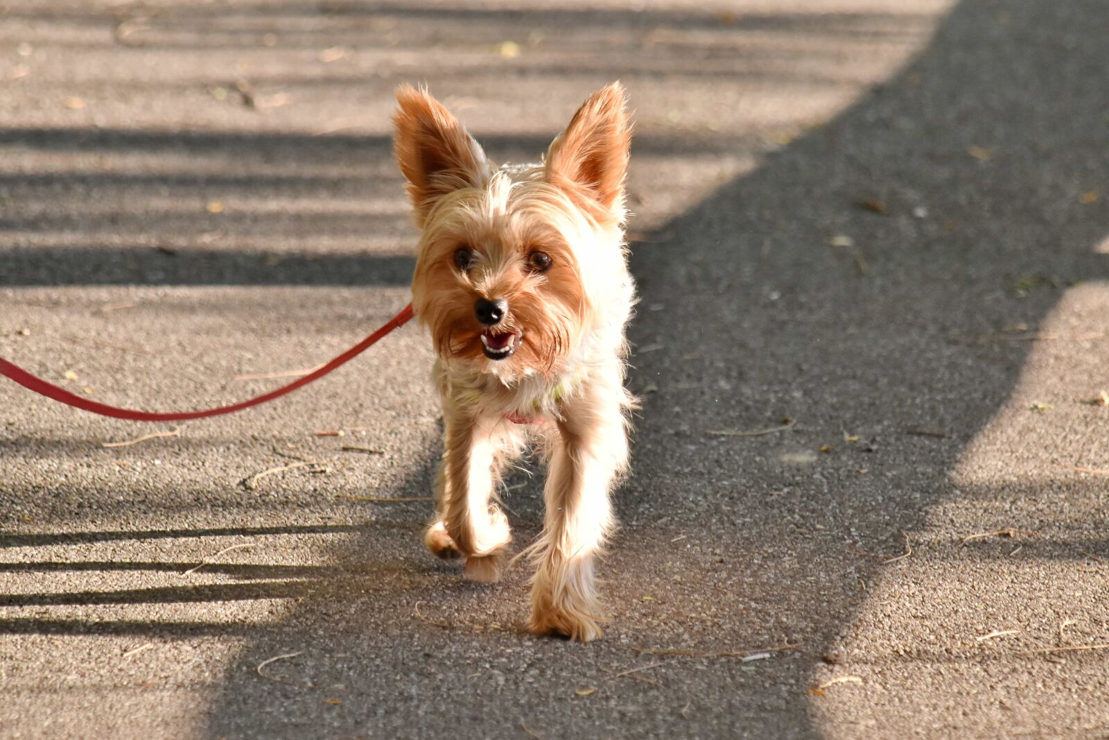 Nikon D5500 sample photo. Dog, light brown, movement photography