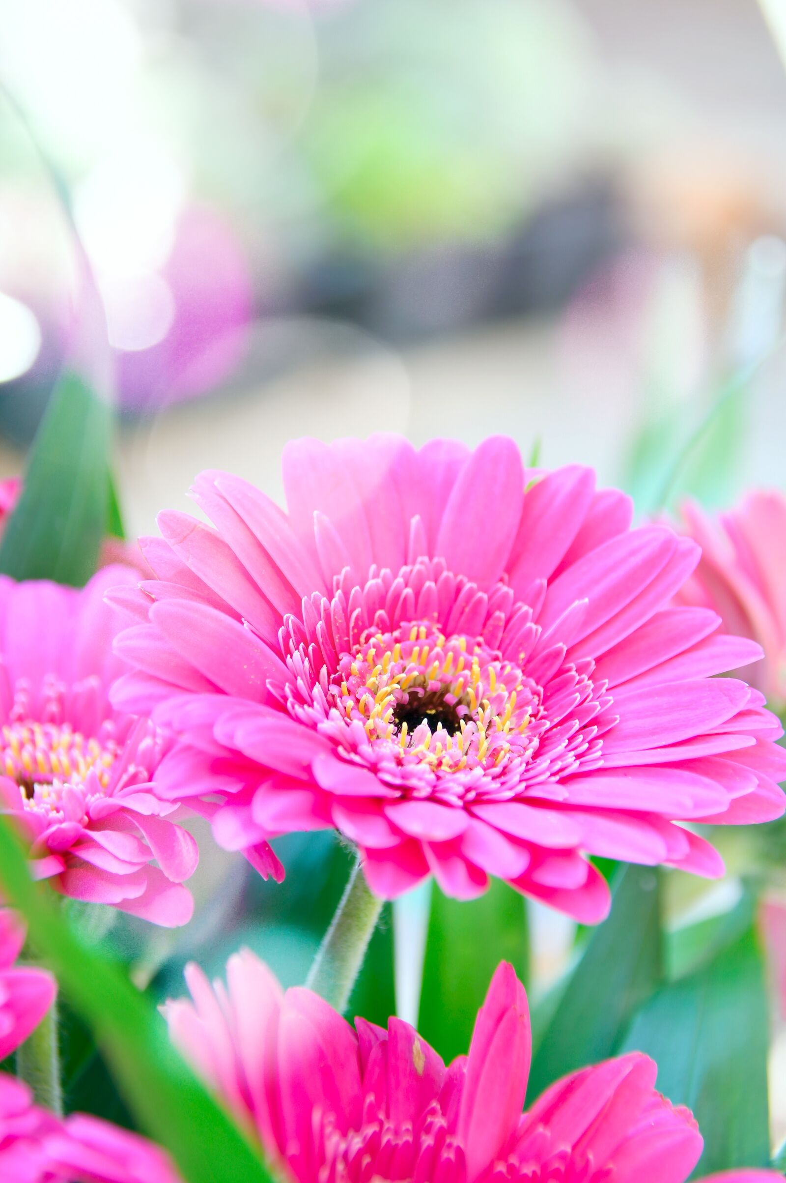 Nikon D3200 sample photo. Pink, gerbera, pink flowers photography