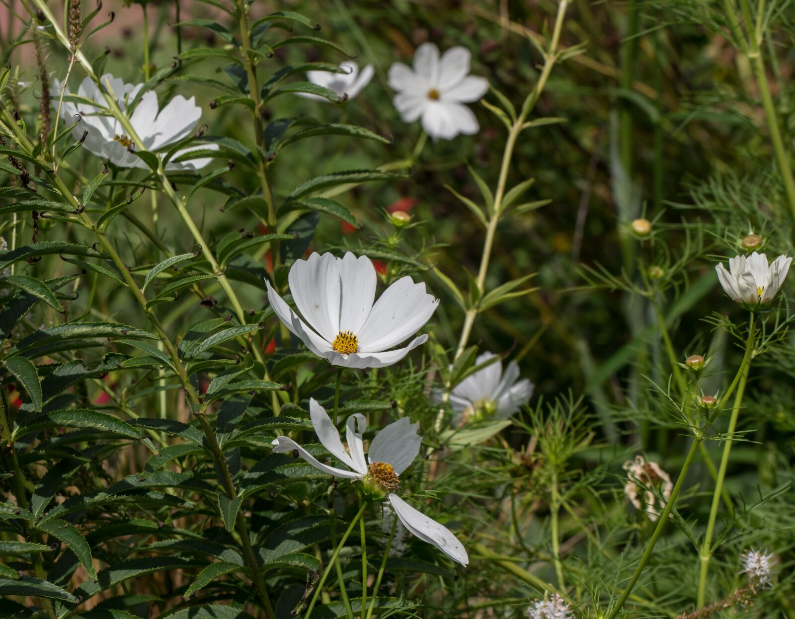 Pentax K-3 sample photo. Margherite, flower, summer photography