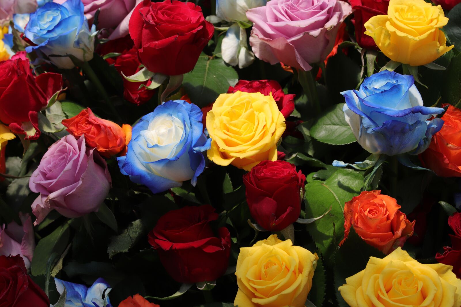 Canon EOS 6D Mark II sample photo. Rose, roses flowers, flowers photography