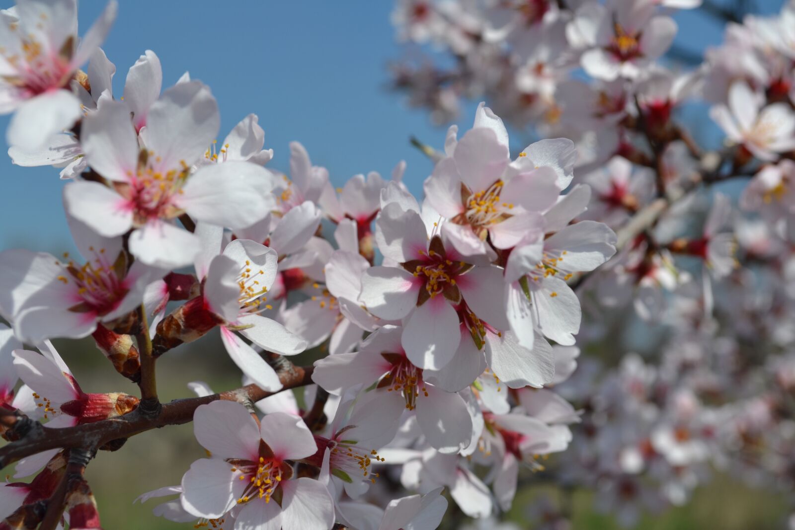 Nikon D3100 sample photo. Spring, flowers, apricot photography