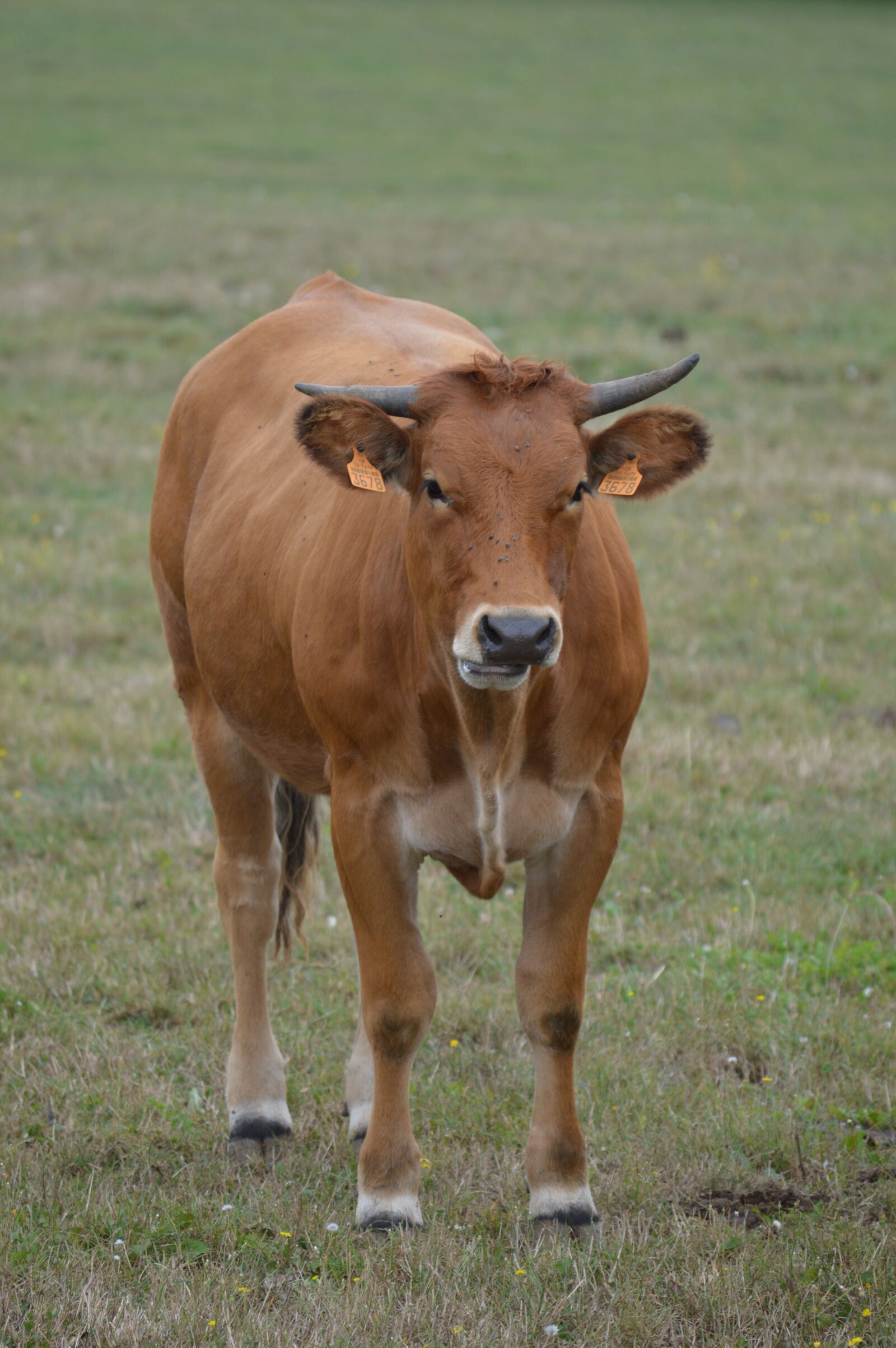 Nikon D3200 sample photo. Cow, pre, cattle photography