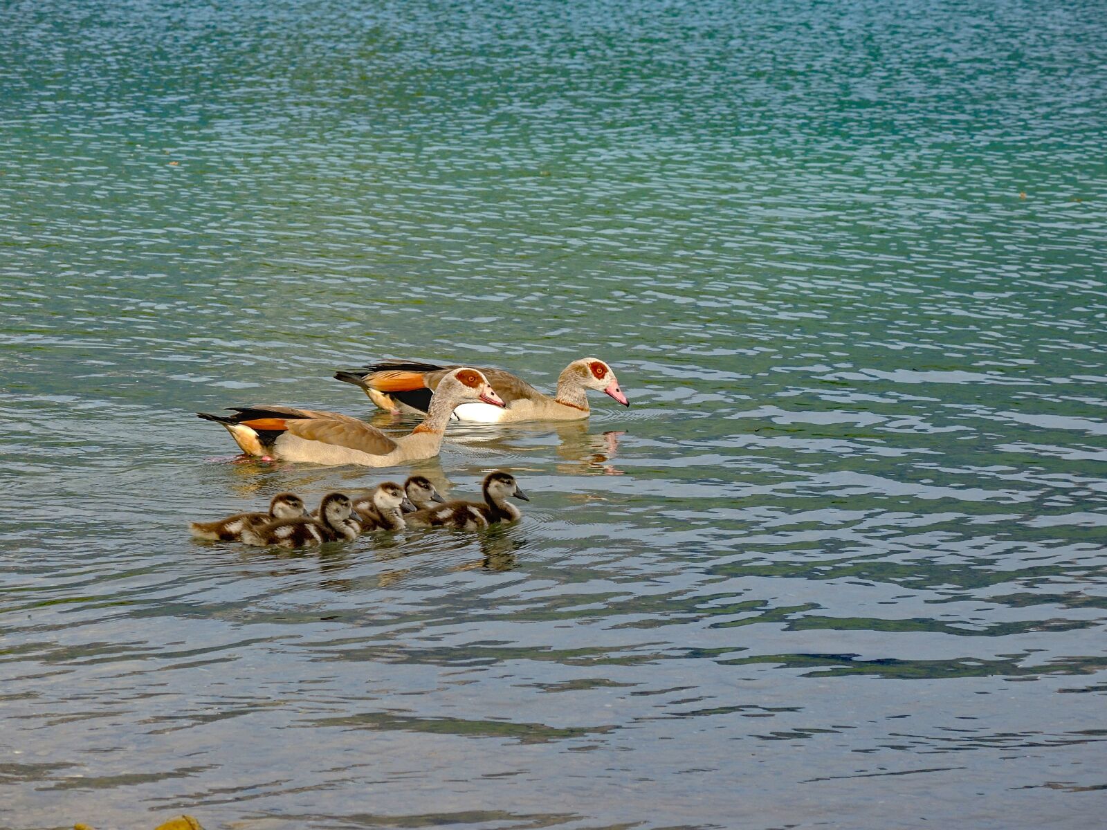 Nikon Coolpix P7700 sample photo. Goose, nilgans, water bird photography