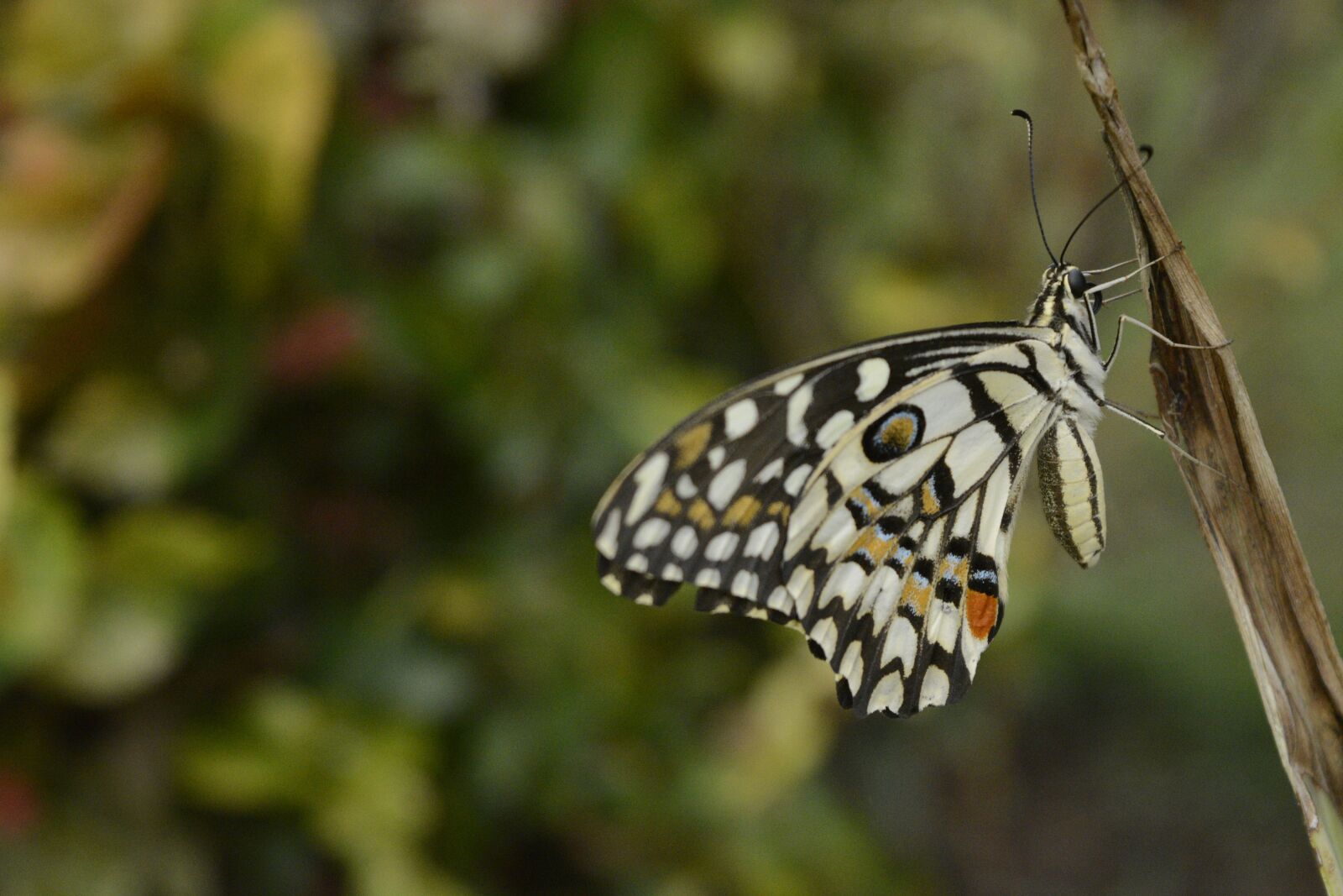 Nikon D5200 sample photo. Butterfly, drying, wings photography