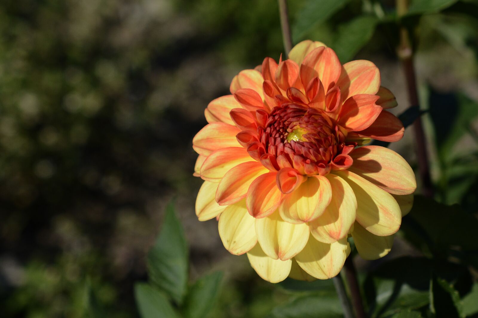 Nikon D7100 sample photo. Dahlia, flower, blossom photography
