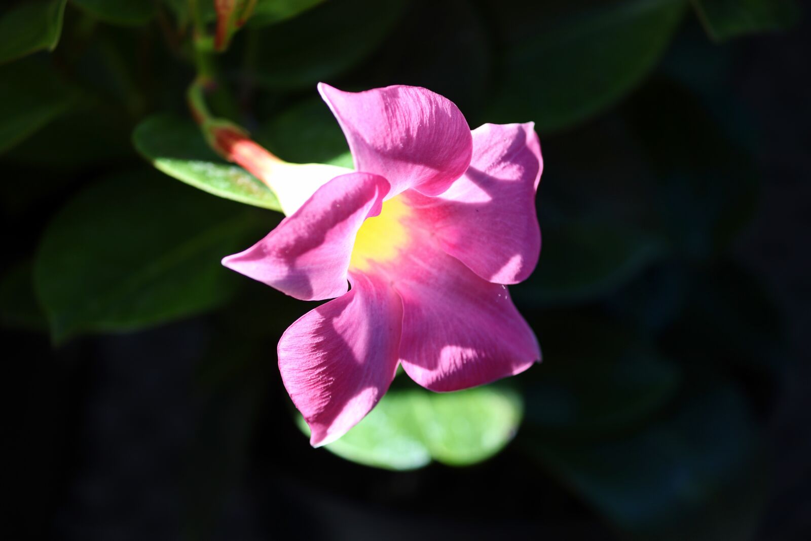 Canon EOS 200D (EOS Rebel SL2 / EOS Kiss X9) sample photo. Dipladenia, mandevilla sanderi, climber photography