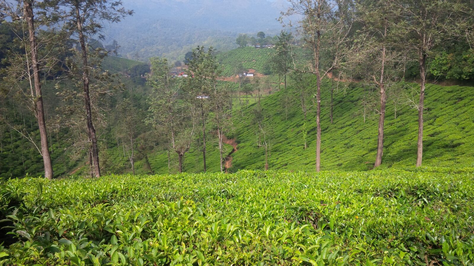 BlackBerry Z10 sample photo. Kerala, wayanad, nature photography