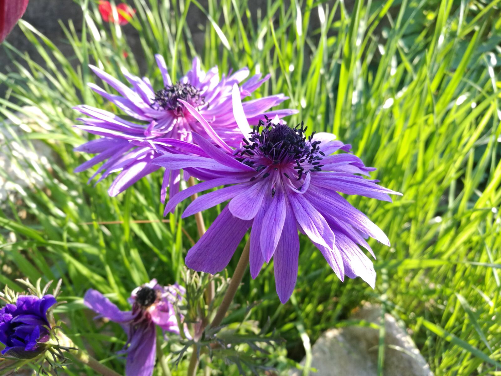 HUAWEI P9 sample photo. Flower, spring, sunshine photography