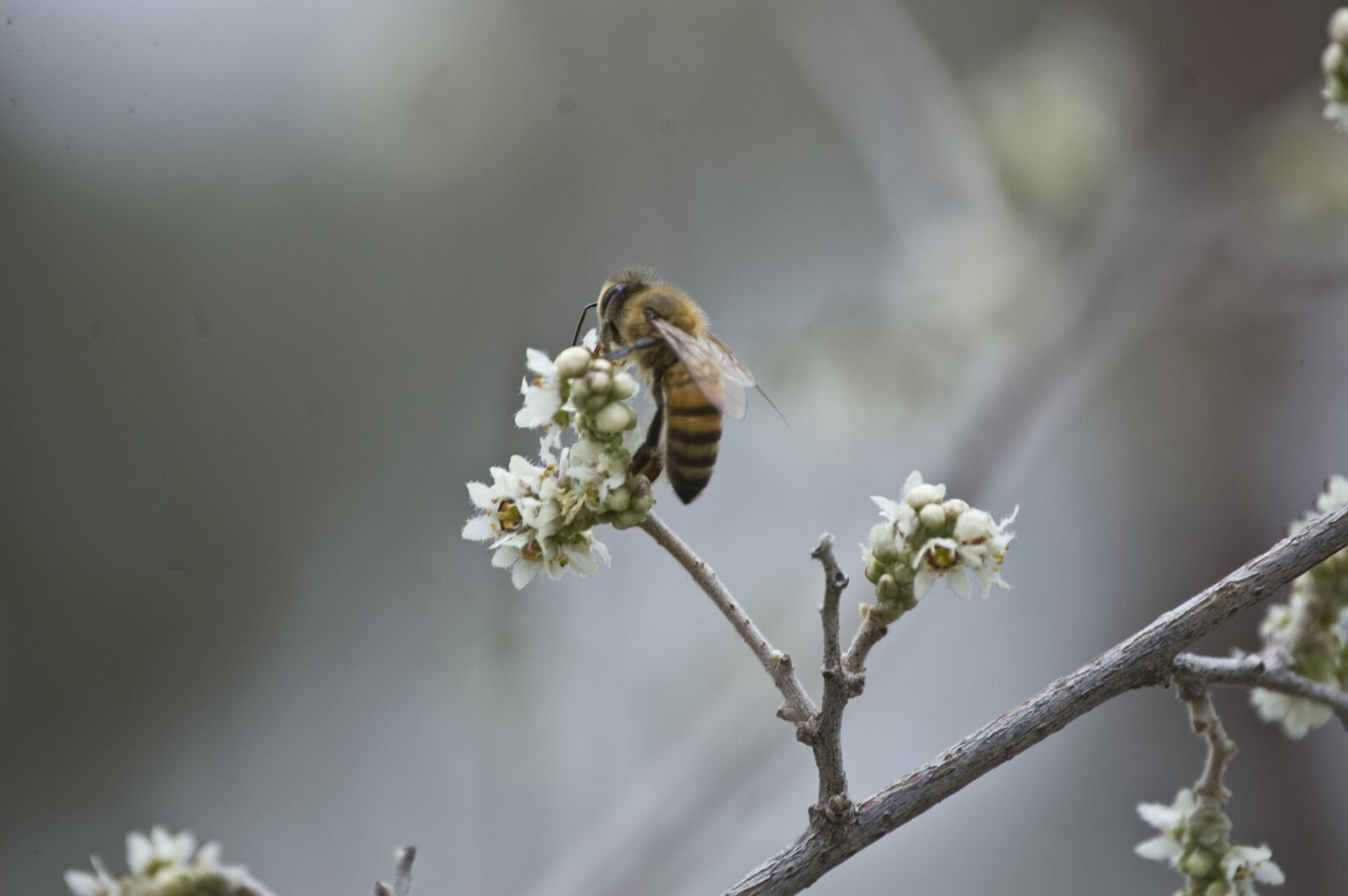 Nikon D40 sample photo. Bee, flower, white photography