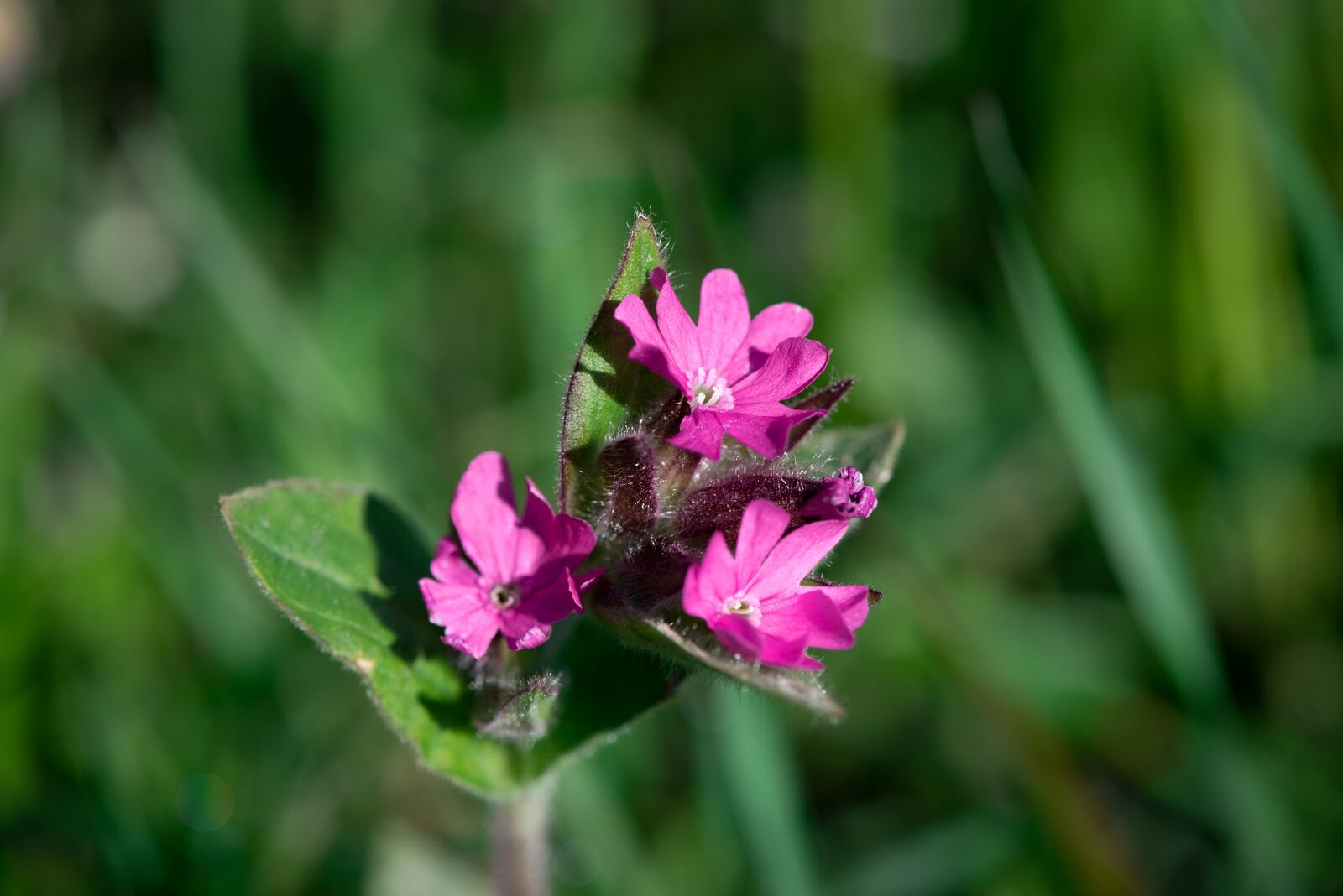 Nikon D750 sample photo. Heath orchid, pointed flower photography