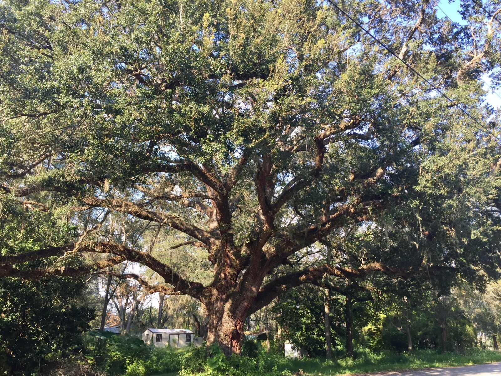 iPhone 6 back camera 4.15mm f/2.2 sample photo. Oak, tree photography