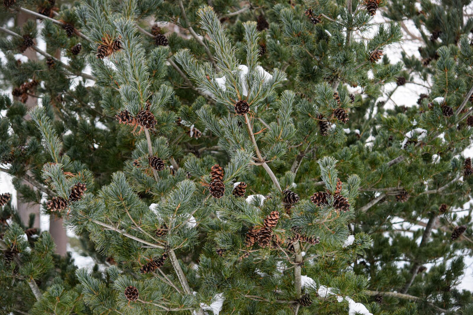 Nikon D5300 sample photo. Pine-cones, evergreen, tree photography