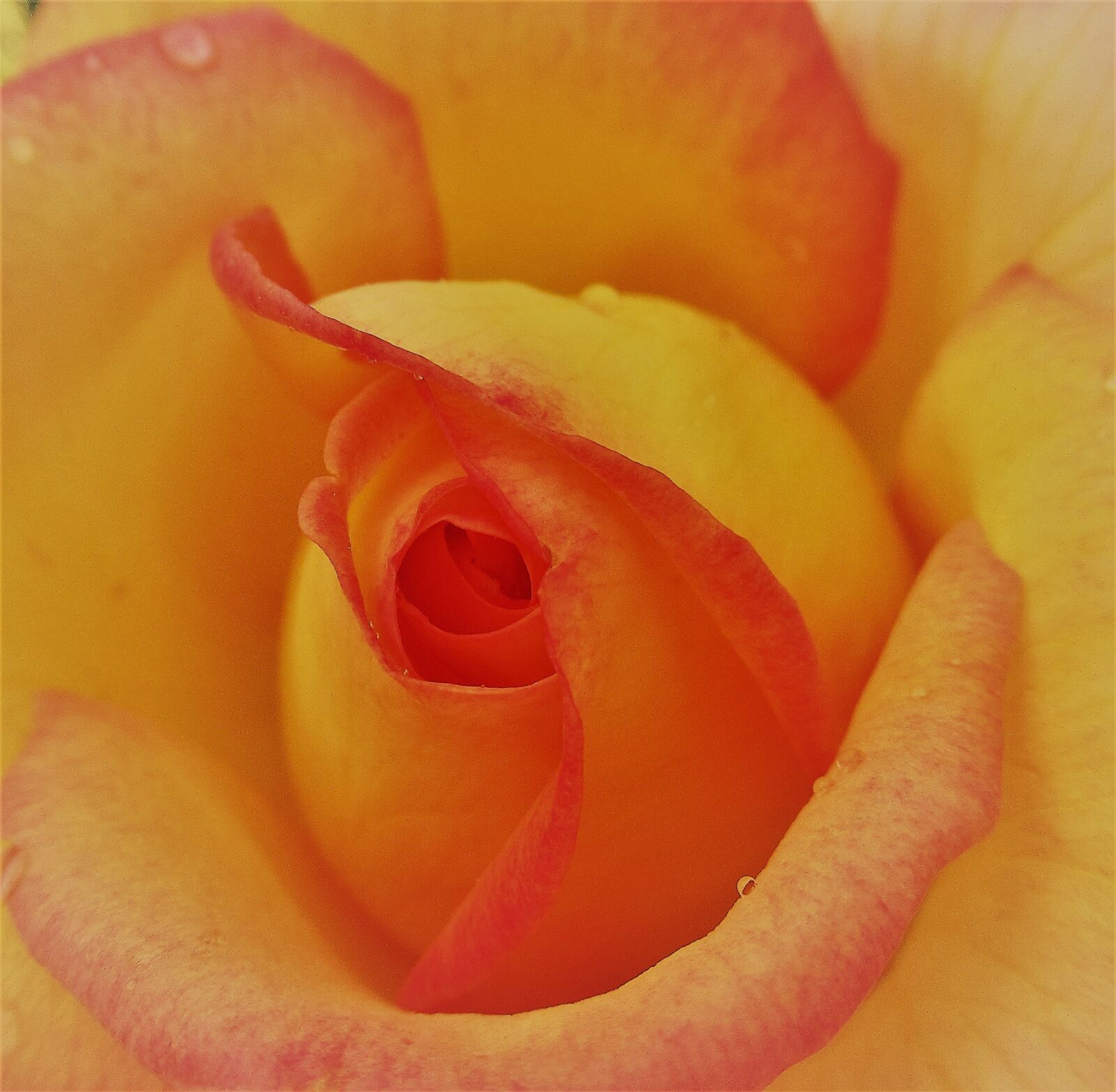 Canon PowerShot SX620 HS sample photo. Flower, rose, yellow photography