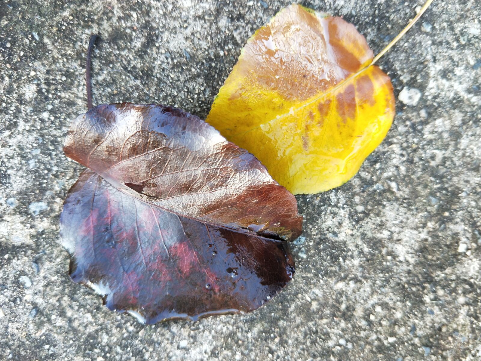 OPPO CPH1707 sample photo. Leaves, autumn colors, fall photography