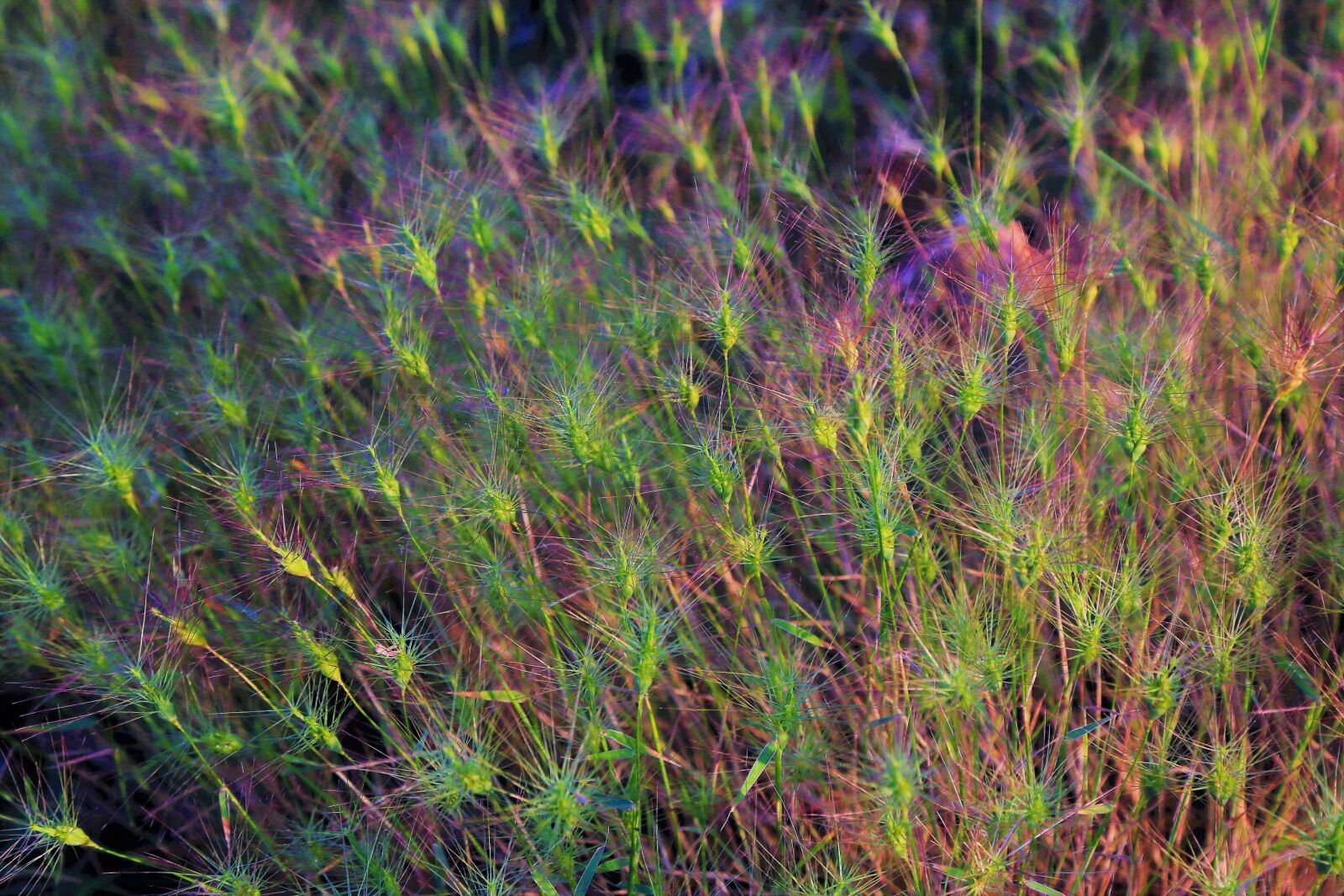Canon EF 24-105mm F4L IS USM sample photo. Herbs, spring, nature photography