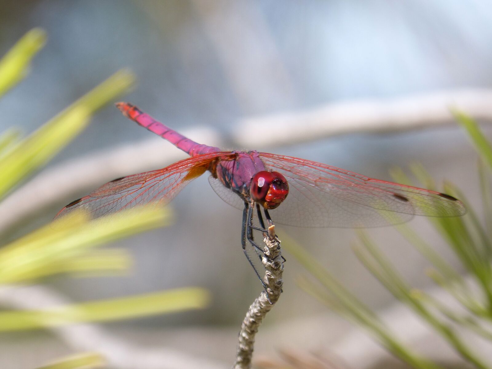 Panasonic DMC-FZ62 sample photo. Red dragonfly, pipe vinous photography