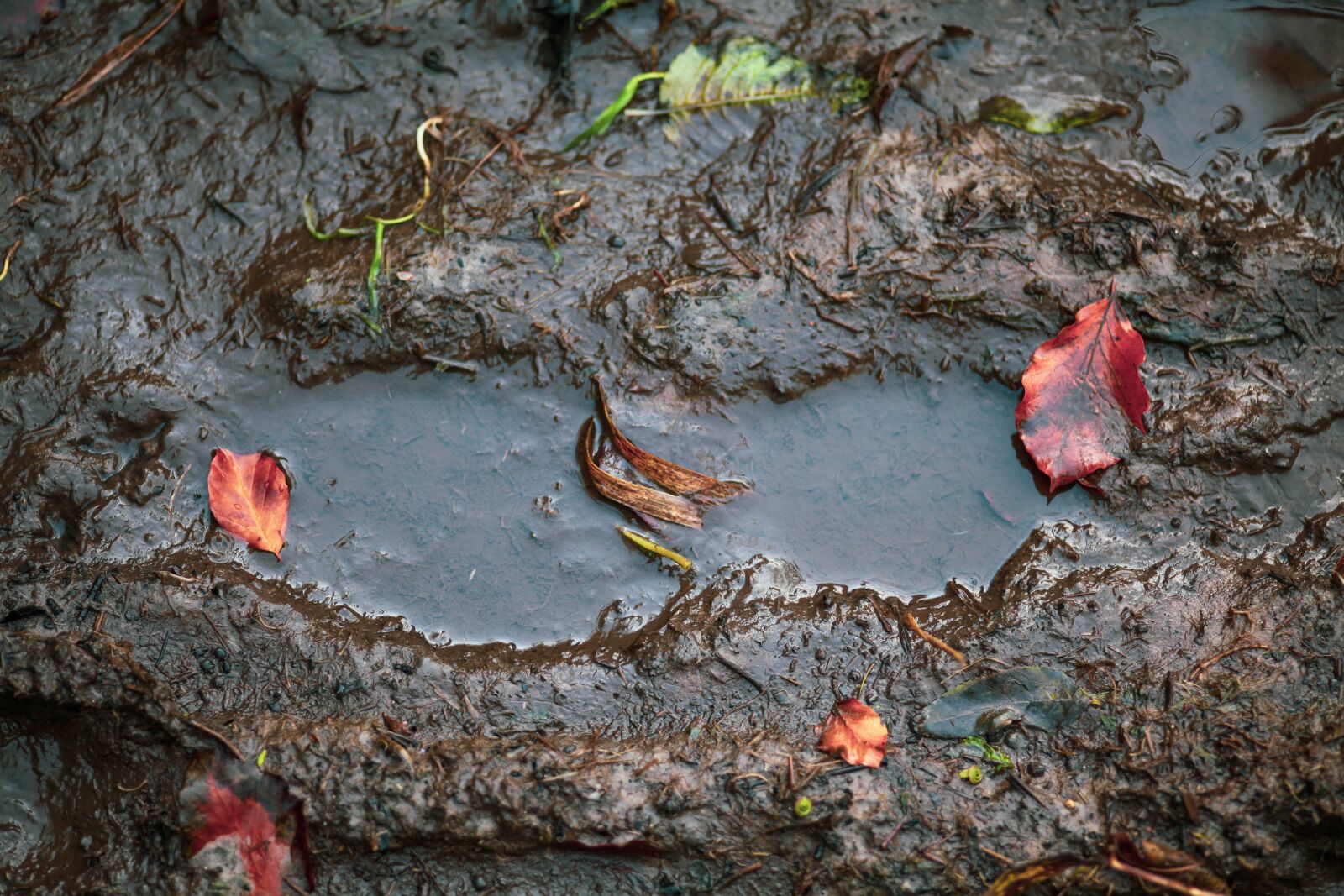 Canon EOS 5D Mark II sample photo. Footprint, mud, shoe print photography
