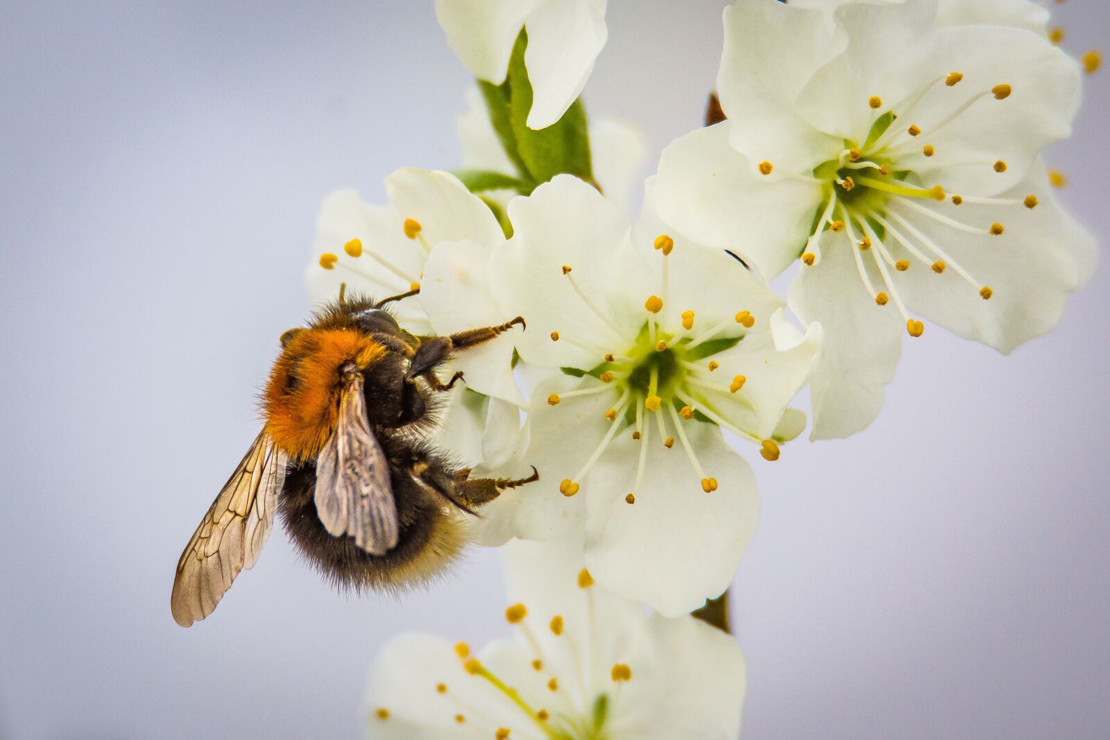 Nikon D7200 sample photo. Blossom, bloom, hummel photography
