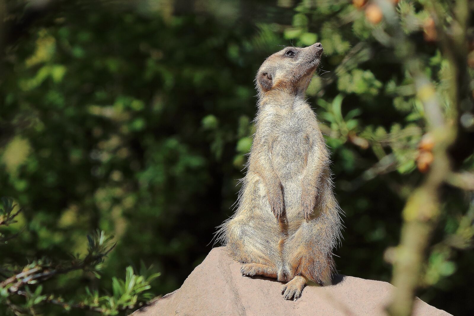 Canon EF-S 55-250mm F4-5.6 IS II sample photo. Meerkat, zoo, mammal photography