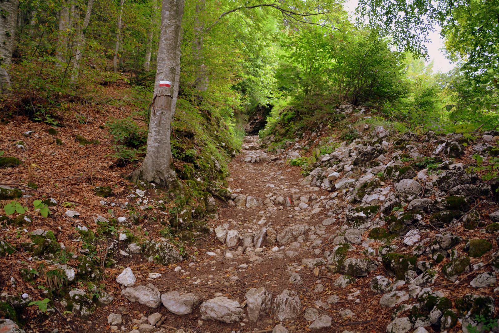 Nikon D7100 sample photo. Trail, steep, rocks photography