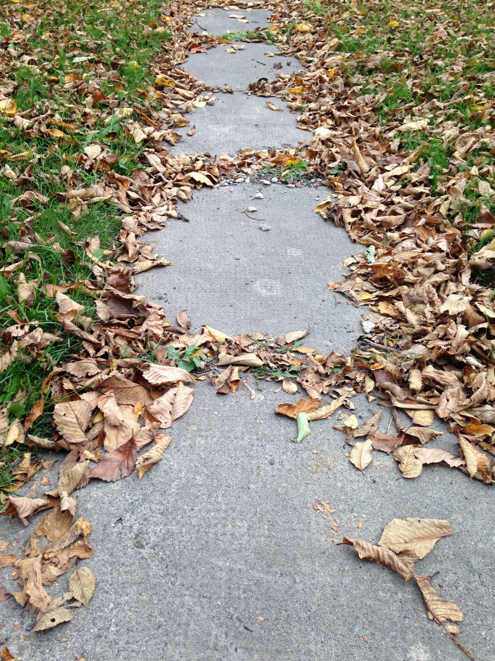 iPhone 5c back camera 4.12mm f/2.4 sample photo. Autumn, leaves, sidewalk photography
