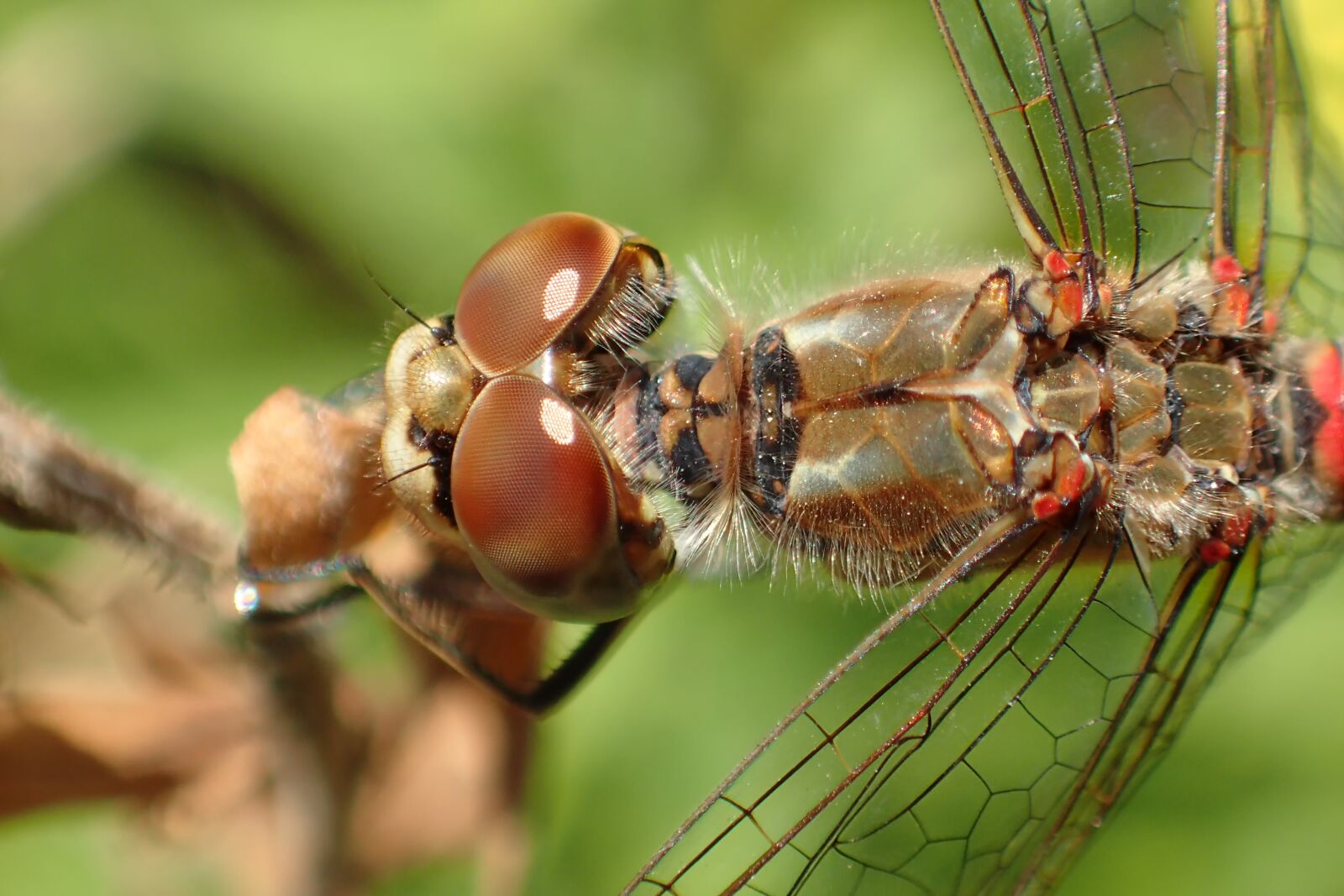 Olympus TG-3 sample photo. Insect, nature, animal photography