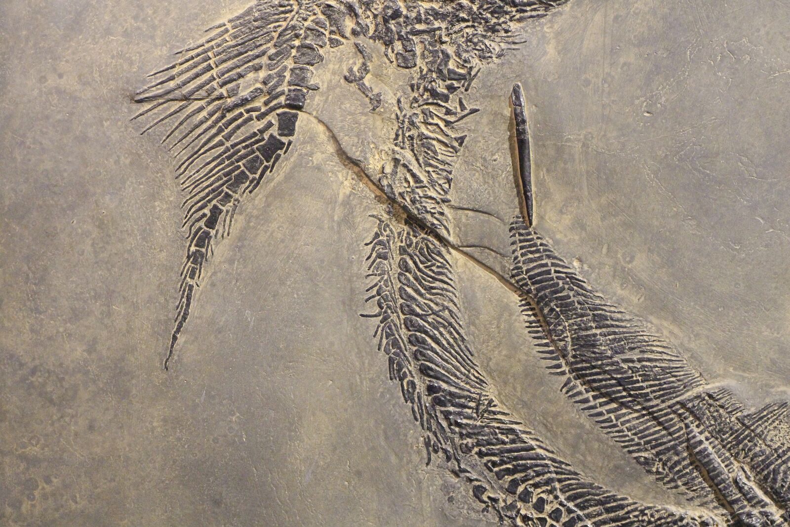 Canon EOS 650D (EOS Rebel T4i / EOS Kiss X6i) sample photo. Süßwasserhai, fossil, museum photography