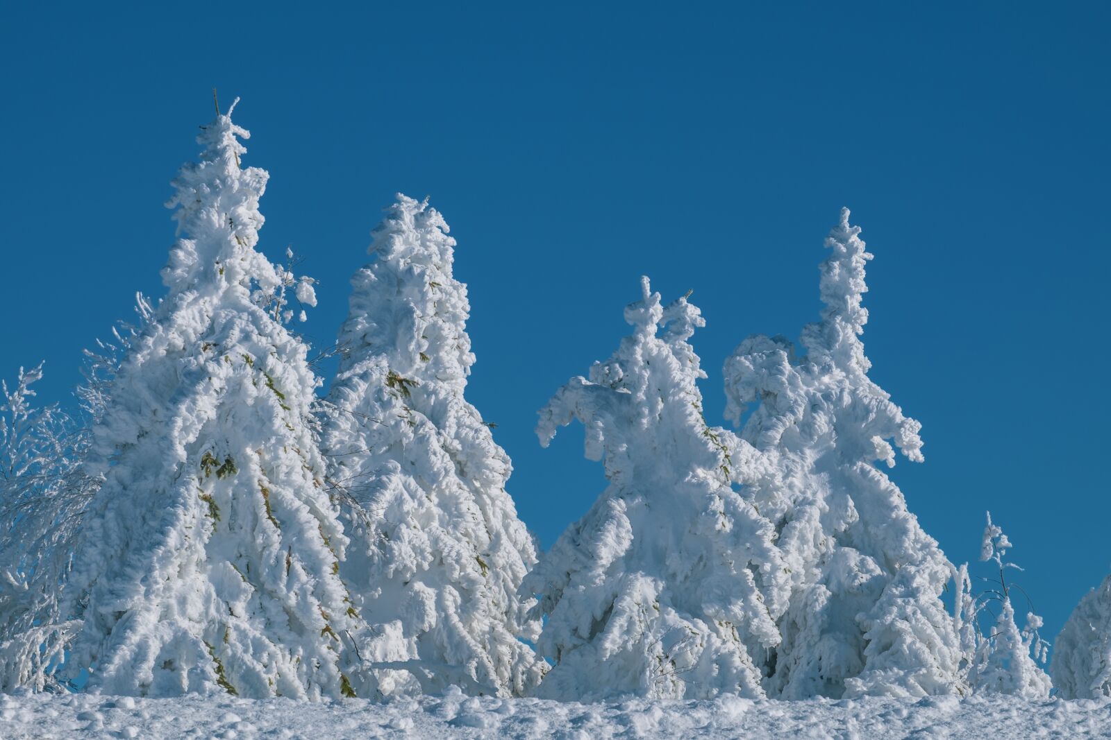 Fujifilm X-T10 sample photo. Wintry, firs, snowy photography