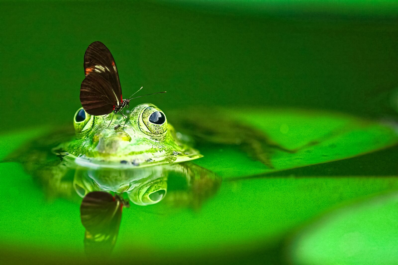 Canon EOS-1D sample photo. Frog, animal, green photography