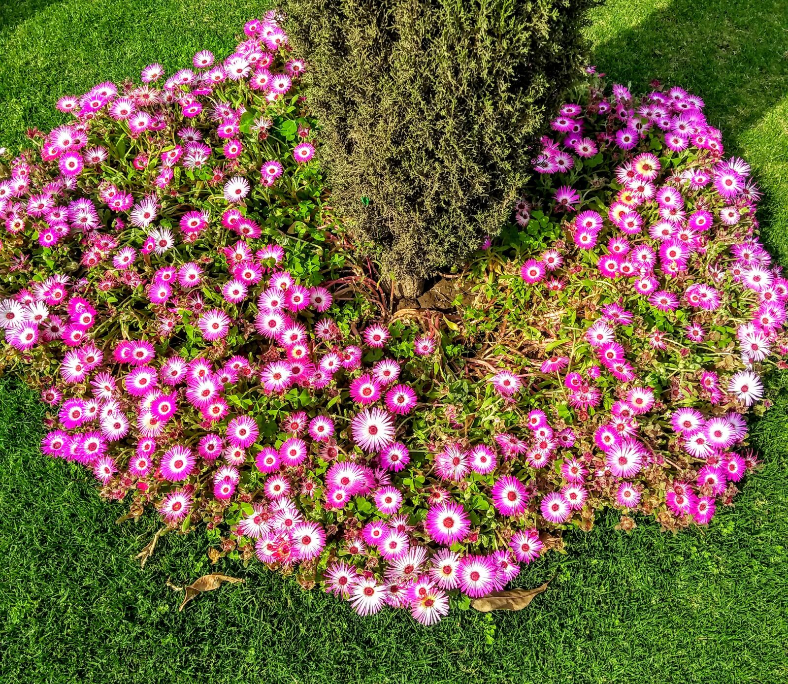 Motorola Moto G (5S) Plus sample photo. Flowers, garden, tree photography