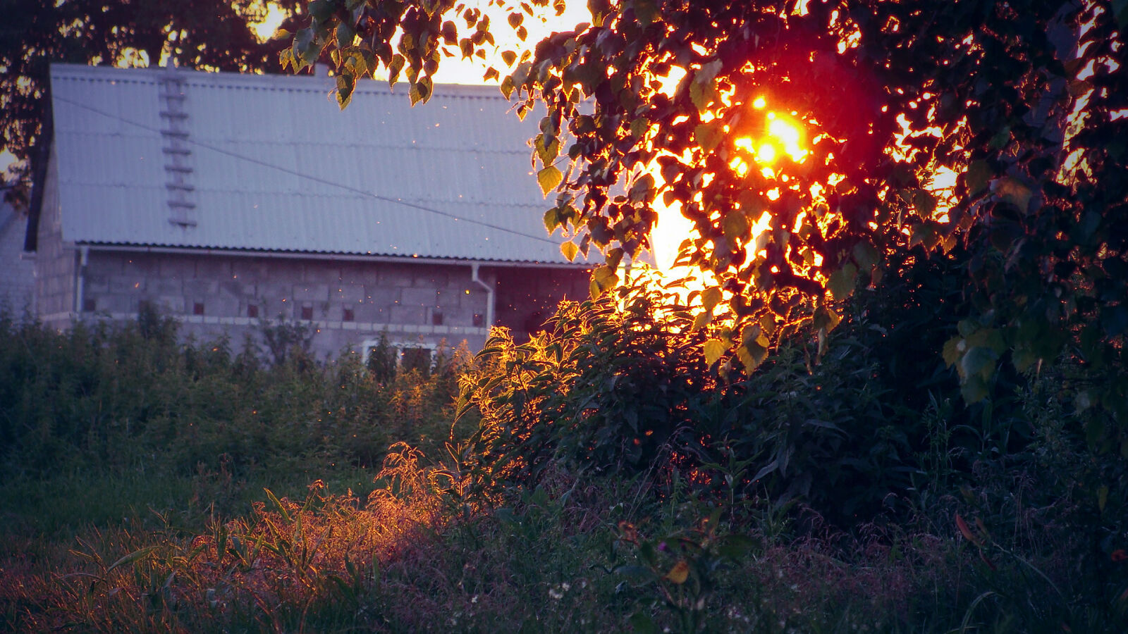 Sony Cyber-shot DSC-H10 sample photo. Birch, country, evening, nature photography