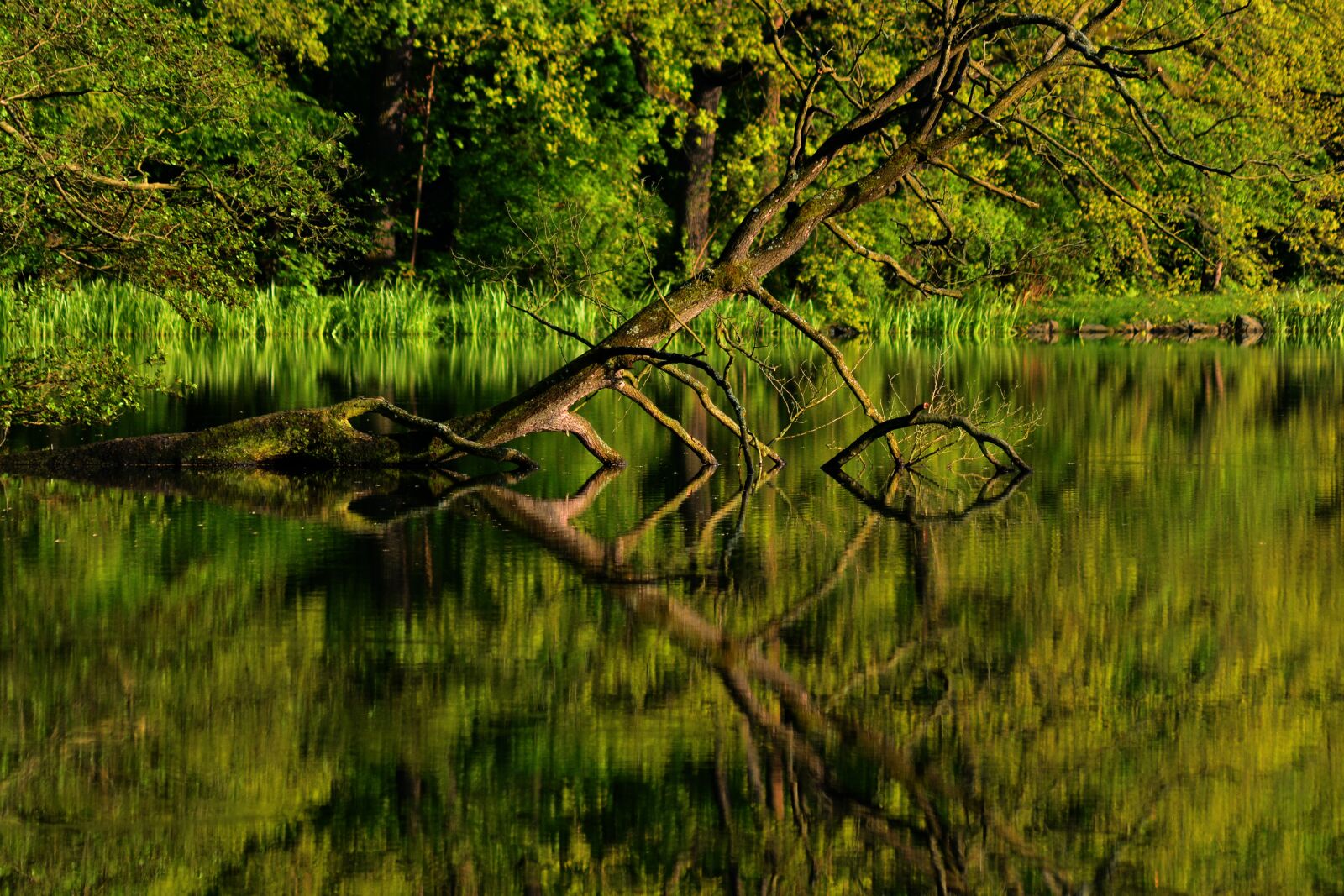 Nikon D5200 sample photo. Park, park lake, thuringia photography