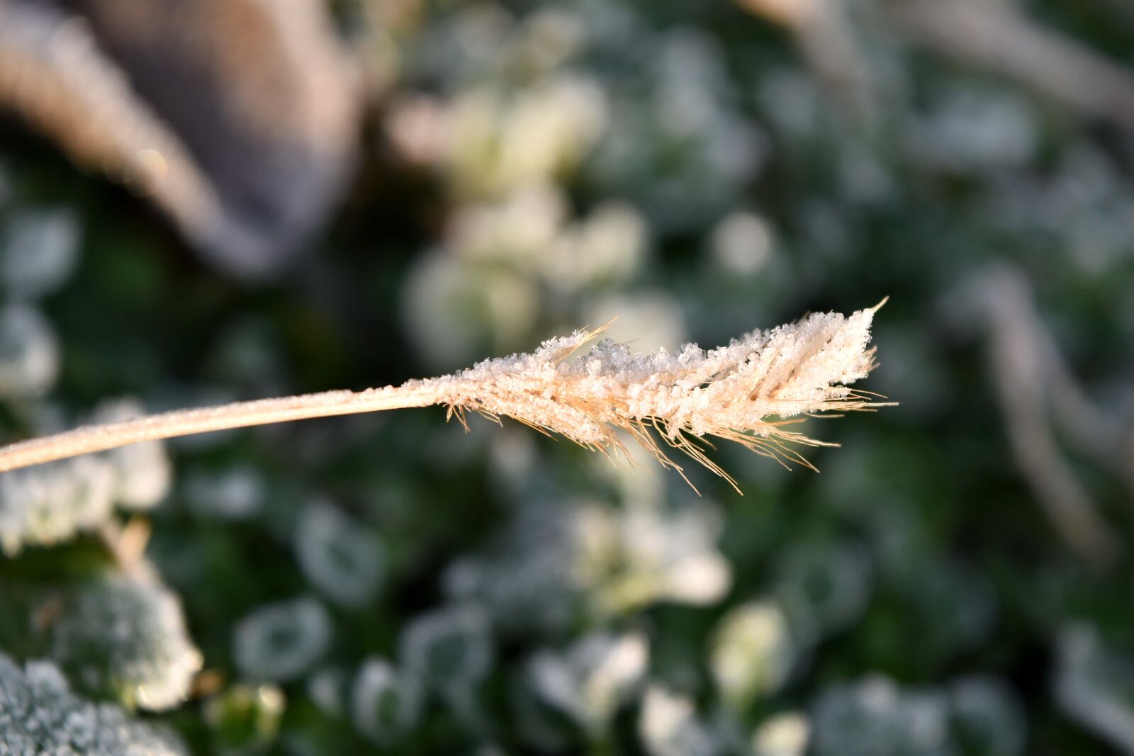 Nikon D5500 sample photo. Dry, frosty, grass, grass photography