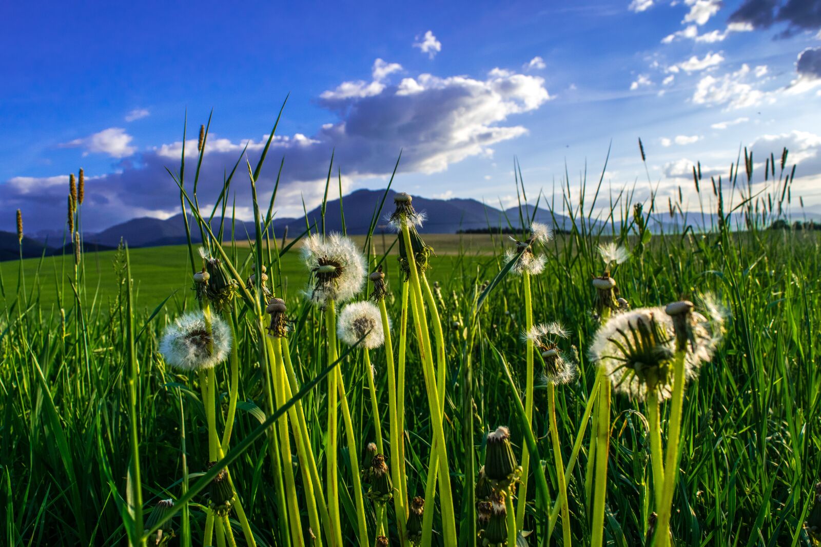 Nikon D3300 sample photo. Dandelion, fluff, odkvetlá plant photography
