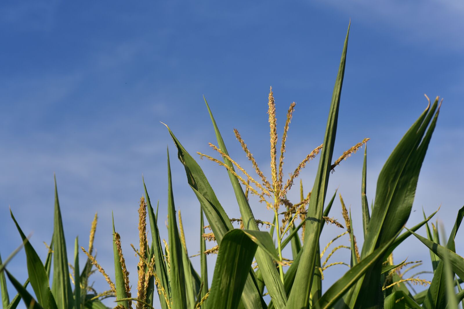 Nikon D750 sample photo. Corn, cornfield, agriculture photography