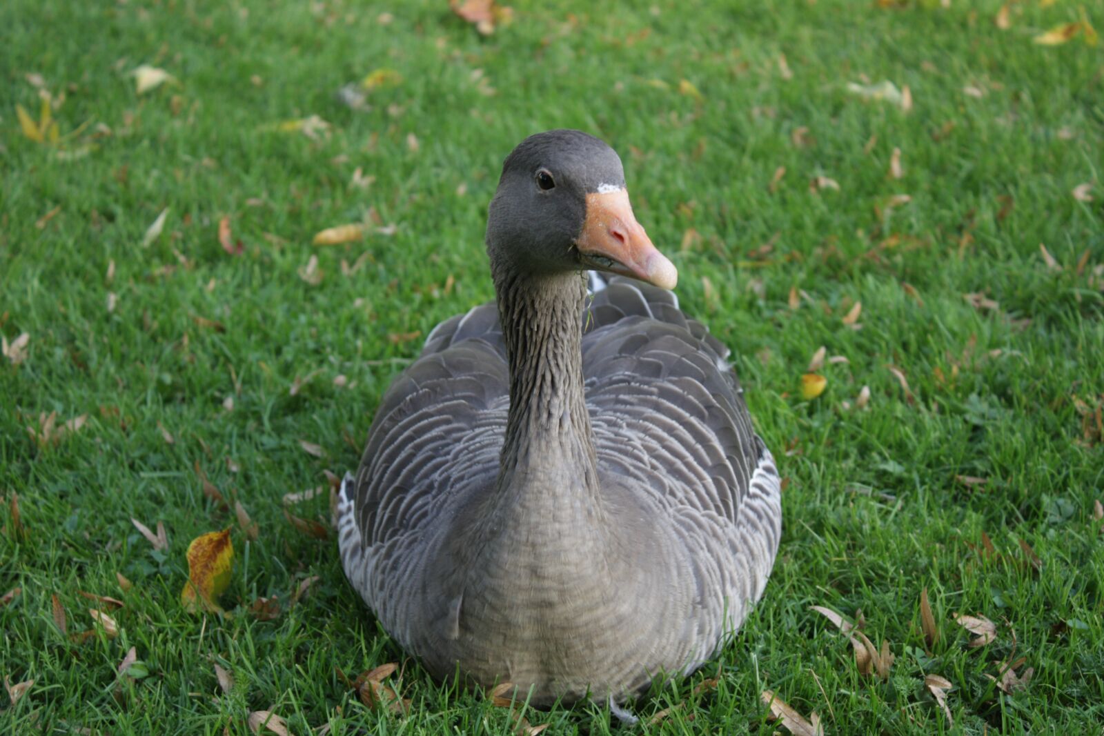 Canon EOS 450D (EOS Rebel XSi / EOS Kiss X2) sample photo. Goose, greylag goose, bird photography