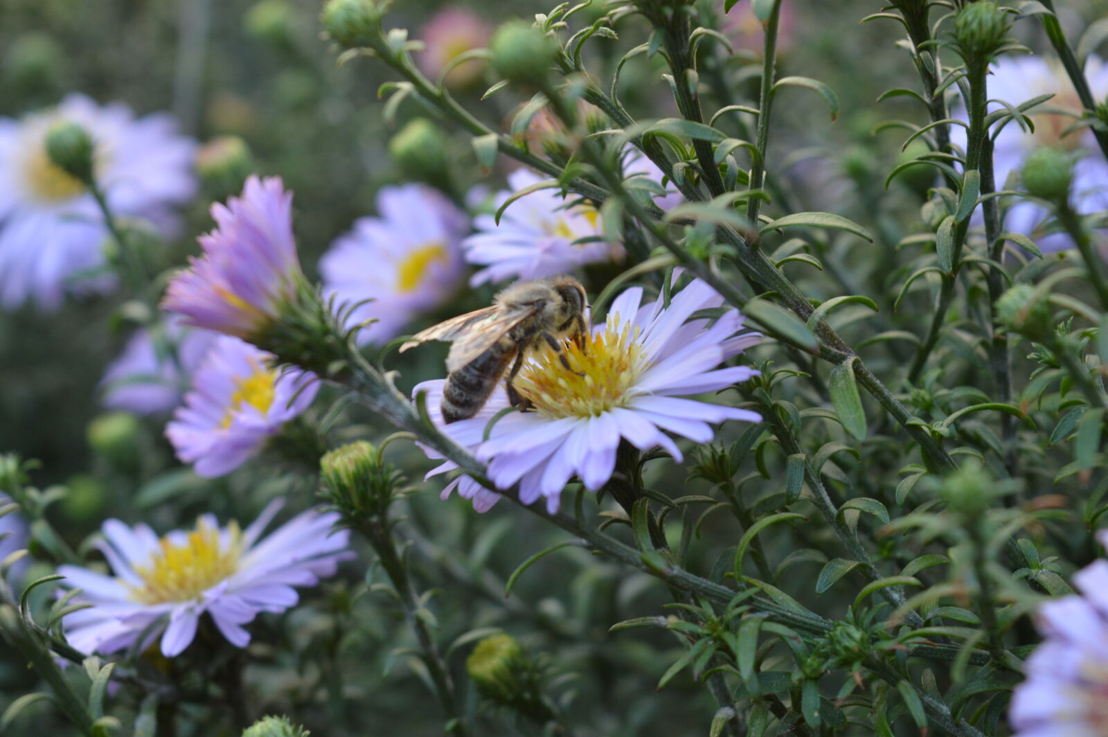 Nikon D3200 sample photo