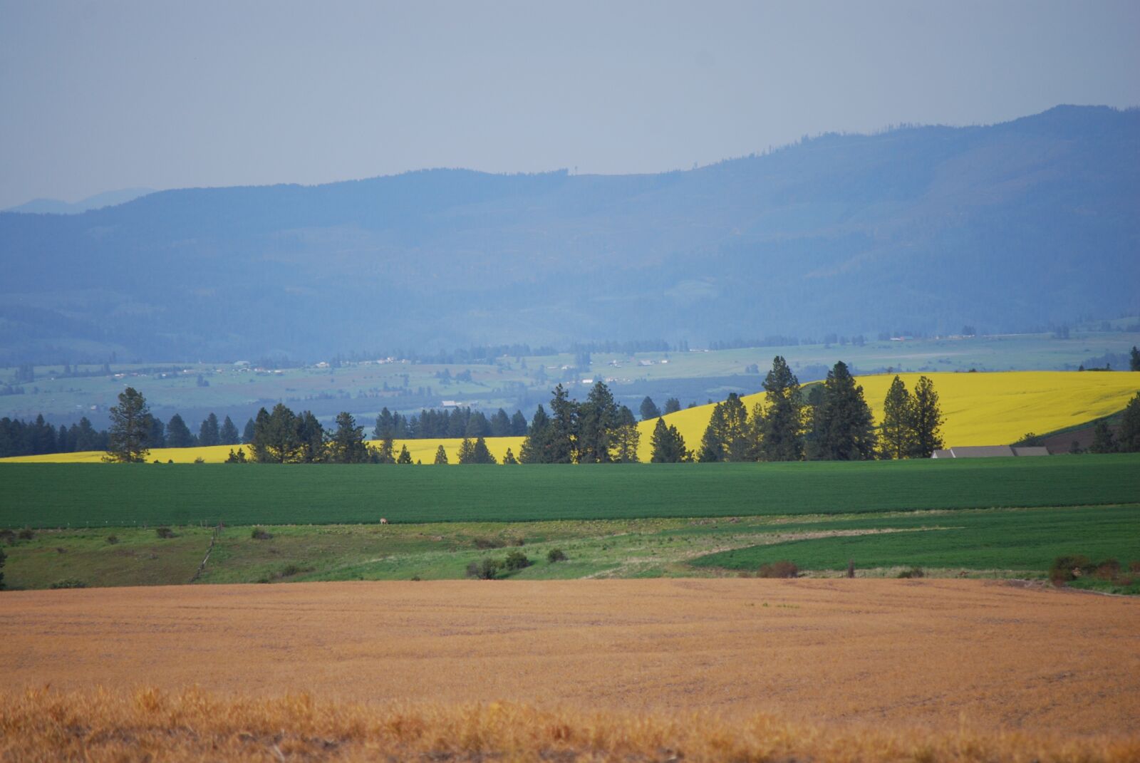 Nikon D40X sample photo. Landscape, tree, field photography