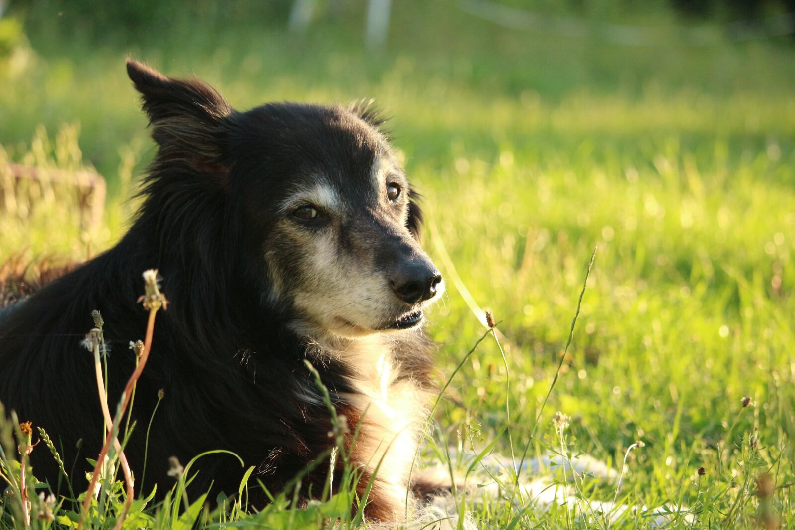 Canon EOS 100D (EOS Rebel SL1 / EOS Kiss X7) sample photo. Dog, border collie, border photography