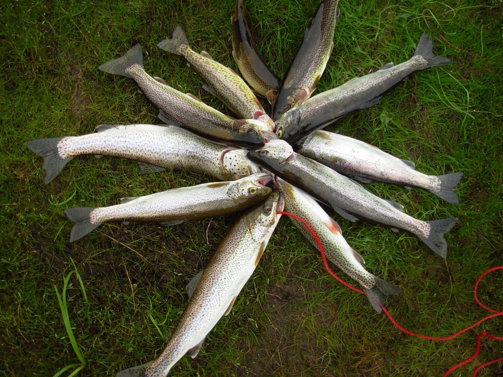 Nikon COOLPIX L1 sample photo. Brown trout, rainbow trout photography