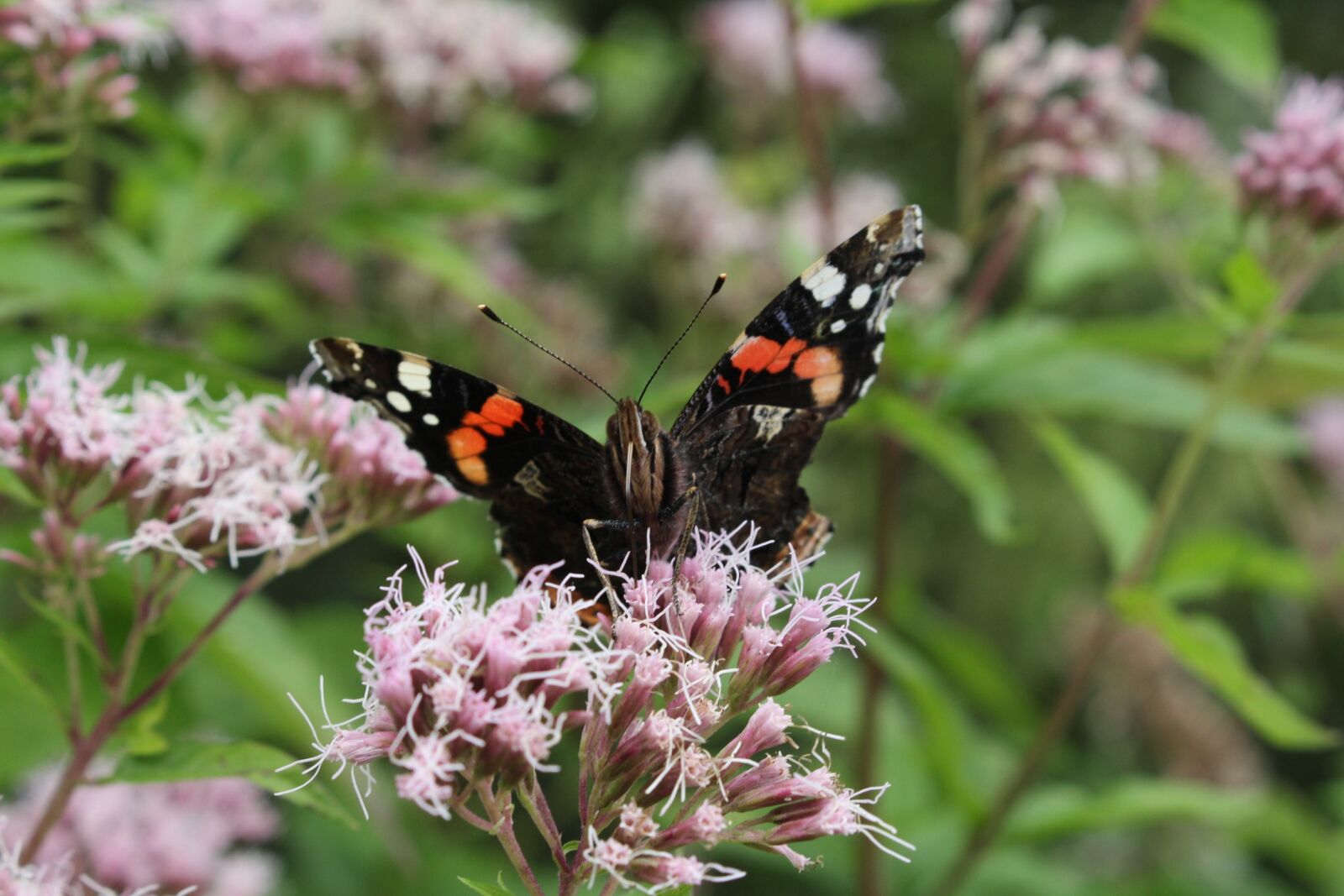 Canon EOS 700D (EOS Rebel T5i / EOS Kiss X7i) sample photo. Butterfly, flower, orange photography