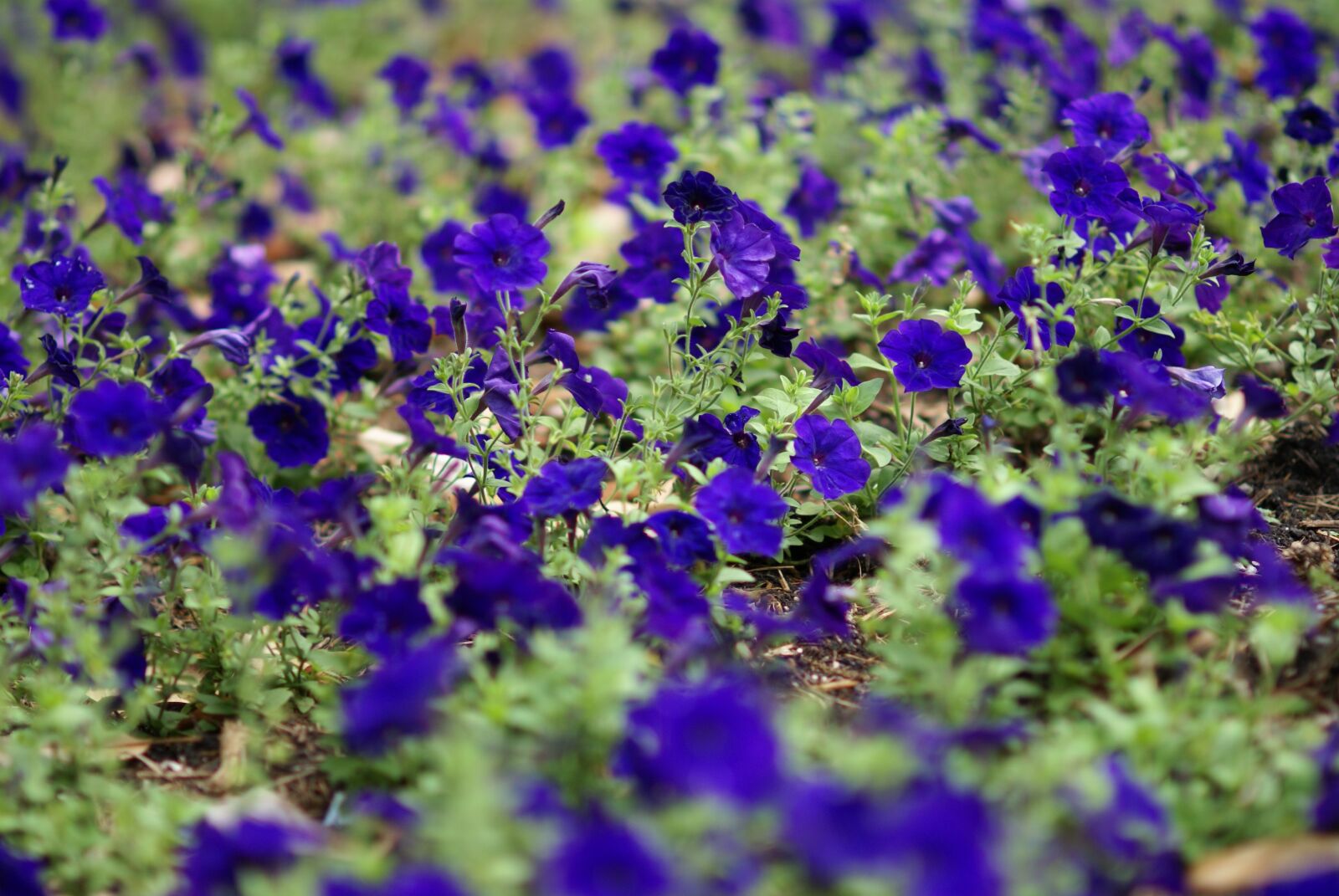Sony Alpha DSLR-A100 sample photo. Flowers, blue, garden photography