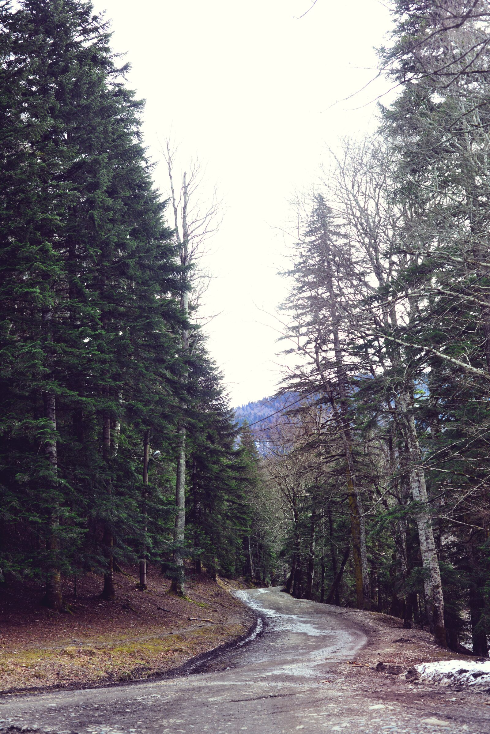 Nikon D800 sample photo. Mountains, forest, road photography