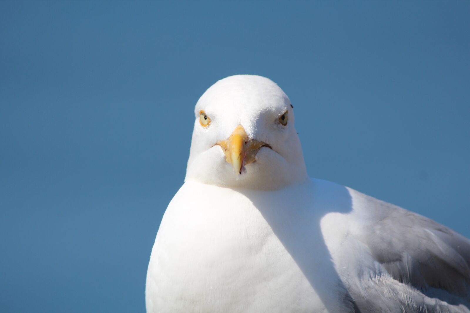 Canon EF-S 55-250mm F4-5.6 IS II sample photo. Gull, helgoland, bird photography