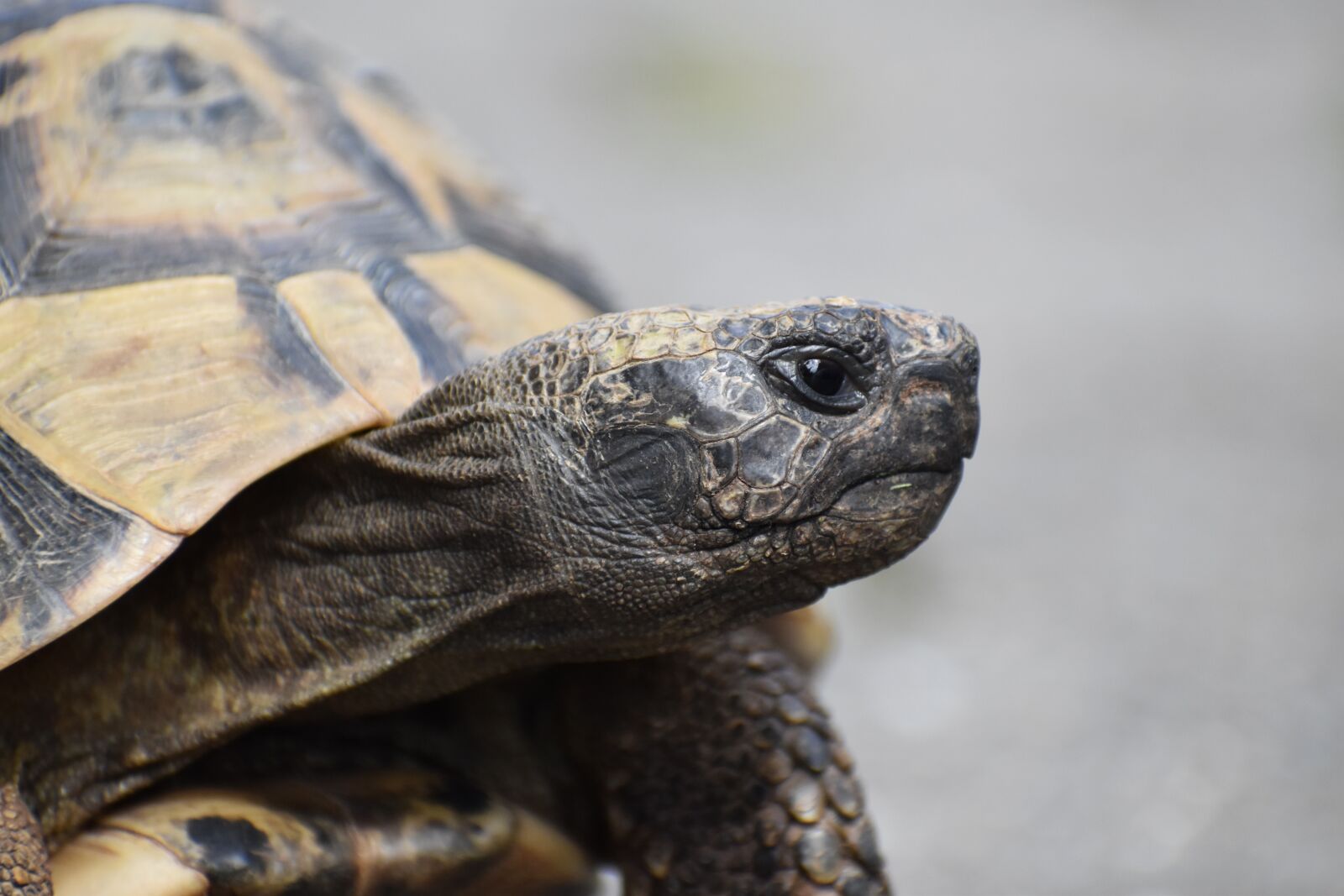 Nikon D3500 sample photo. Turtle, tortoise, greek tortoise photography